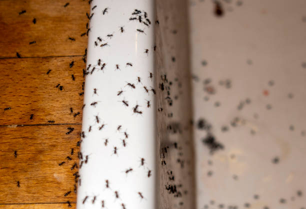 Pest Prevention Services in Elk Grove Village, IL